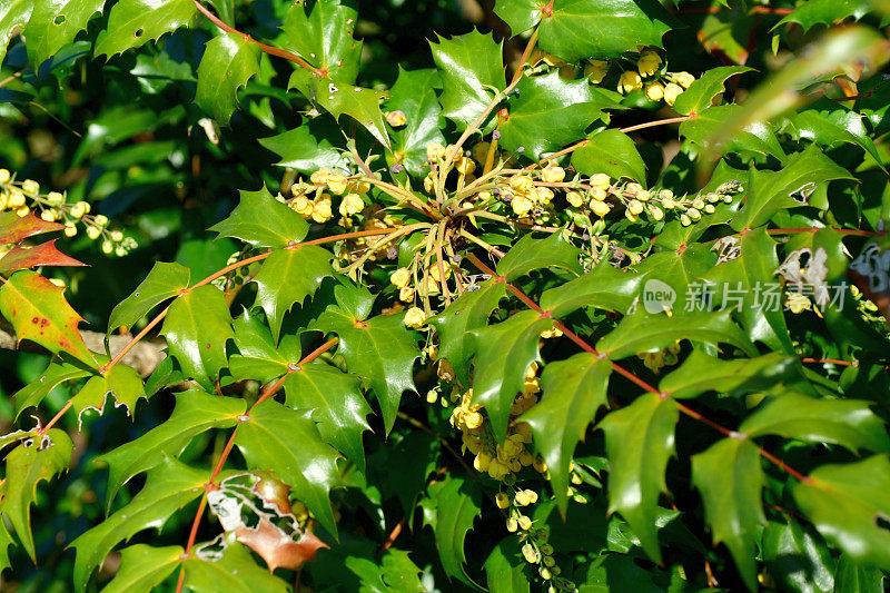 红花/小檗/俄勒冈葡萄-冬青的花和果